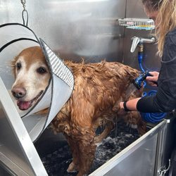 Vivi Pet Care