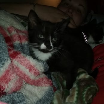 Kitty Connection - Animal Shelters Near Me Kitty Connection - Animal Shelters Near Me