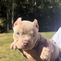 Southeast Bully Kennels - Bully puppy at southeast bully kennels
