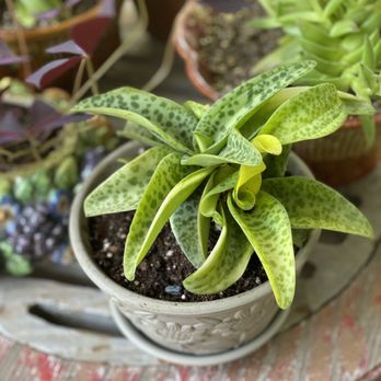 Lone Star Nursery - One of my favorites!! - Nurseries & Gardening Near Me - Manor, Texas