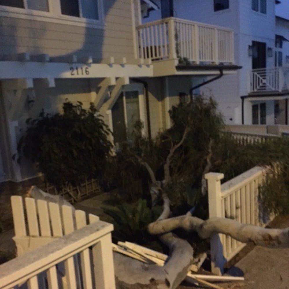 Inexpensive Tree Services - Eucalyptus branch fallen on our gate ( the tree is called a "widow maker" for a reason) - Tree Services Near Me - Los Angeles, California Inexpensive Tree Services - Eucalyptus branch fallen on our gate ( the tree is called a "widow maker" for a reason) - Tree Services Near Me - Los Angeles, California