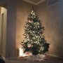 Optimist Club Christmas Trees