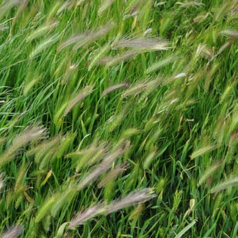 Stemple Creek Ranch - Close-up of the foxtail grass.  I was surprised to learn that the cattle will eat these although they don't seem to prefer it. - Specialty Food Near Me