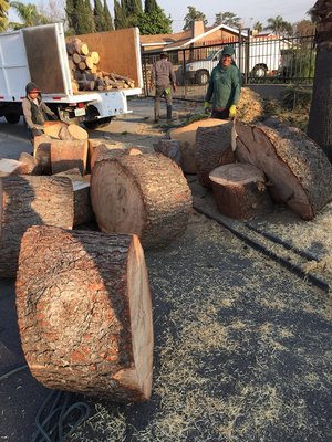 Tree Removal - 909-696-9896 Tree pruning shaping lacing removals hillside clean up for fire regulations. Landscaping clearing slopes preparing slopes for planting. Sod removal and laying new sod marathon 2.