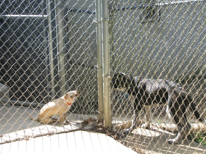 ARBOR CREEK KENNELS Updated September 2024 426 Flat Creek Church Rd