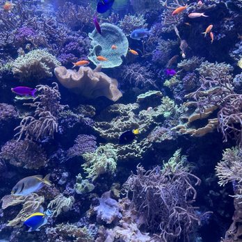 Shedd Aquarium - Aquariums Near Me - Chicago, Illinois Shedd Aquarium - Aquariums Near Me - Chicago, Illinois