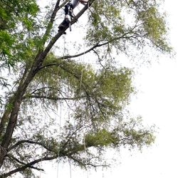 No limb It Tree Care