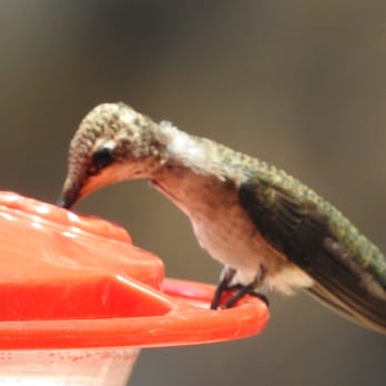 Ramsey Canyon Preserve - Hummingbird At The Feeders - Hiking Near Me - Hereford, Arizona