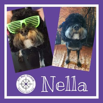 All Ways Grooming - Nella! - Pet Groomers Near Me - Leander, Texas