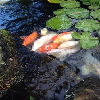 Pono Kai Resort - Koi fish - Hotels Near Me - Kapaa, Hawaii Pono Kai Resort - Koi fish - Hotels Near Me - Kapaa, Hawaii
