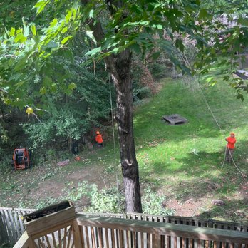 Prestige Tree Experts - Ground crew ready to receive down coming branches. - Two workers wearing orange safety helmets and vests are engaged in tree maintenance activities in a backyard. One worker is near the base of a large tree, while the other is holding a rope attached to the tree. The scene includes equipment such as a wood chipper and a wooden deck in the foreground, with lush green grass and trees in the background. - Tree Services Near Me