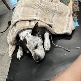 VEG ER for Pets - Emergency Pet Hospital Near Me - Houston, Texas
