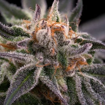 Atlantic Farms - Cannabis Clinics Near Me - Portland, Maine Atlantic Farms - Cannabis Clinics Near Me - Portland, Maine