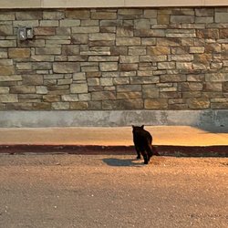 Kroger - Grocer kitty