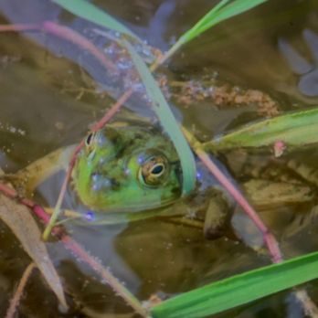 Huntington Beach State Park - Bullfrog - Parks Near Me - Murrells Inlet, South Carolina