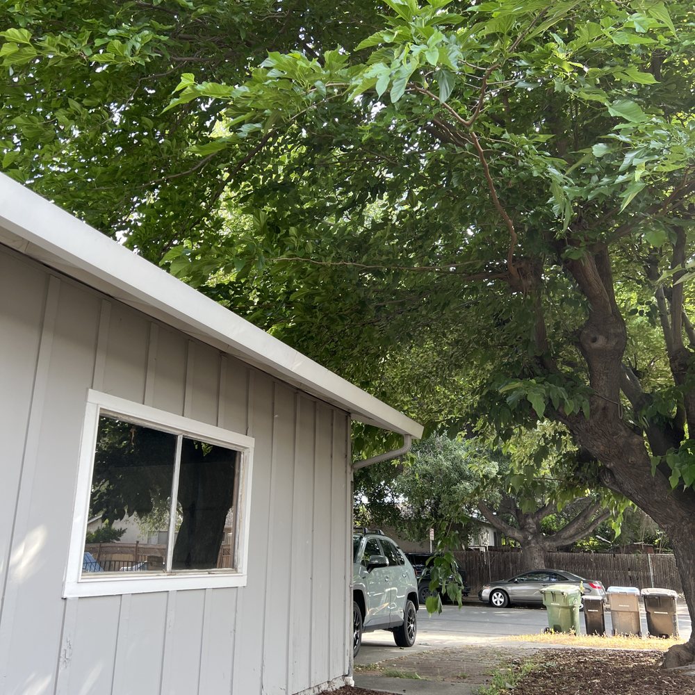 Nature Care Tree Specialist - Before - Tree Services Near Me Nature Care Tree Specialist - Before - Tree Services Near Me