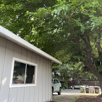 Nature Care Tree Specialist - Before - Tree Services Near Me