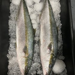 Pole2Plate - Fresh, sustainably caught, local Yellowtail
