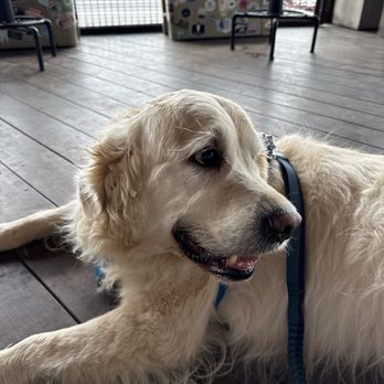 YETI Flagship Store - @eleven11atx is chilling in the patio at Yeti. It's his favorite place to people watch! - Hunting & Fishing Supplies Near Me - Austin, Texas YETI Flagship Store - @eleven11atx is chilling in the patio at Yeti. It's his favorite place to people watch! - Hunting & Fishing Supplies Near Me - Austin, Texas