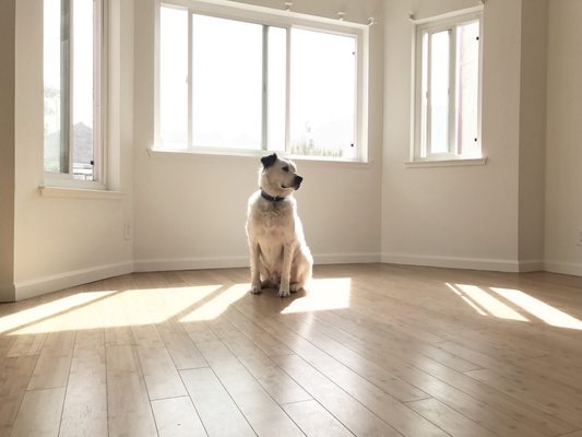 Little Ark Dog Grooming