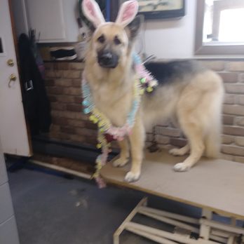 Fox Chase Kennels - Duke - Pet Groomers Near Me - Johnstown, Pennsylvania Fox Chase Kennels - Duke - Pet Groomers Near Me - Johnstown, Pennsylvania