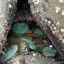 Bastendorff Beach County Park - Anemones in tide pools