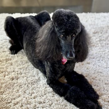 Noah's Bed and Biscuit - Beautiful grooming - Pet Sitting Near Me - Kiefer, Oklahoma