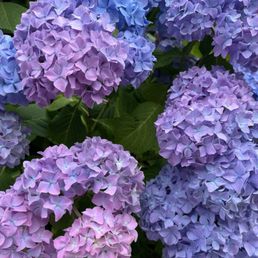 Beautiful flowers Beautiful flowers