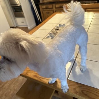 K Pet Grooming - They shaved him all the way down during winter - Pet Groomers Near Me - Simi Valley, California K Pet Grooming - They shaved him all the way down during winter - Pet Groomers Near Me - Simi Valley, California