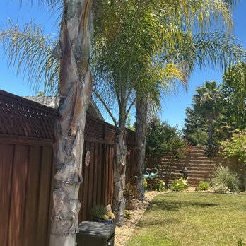 Stumpy's Tree Service - Before - Tree Services Near Me - Livermore, California Stumpy's Tree Service - Before - Tree Services Near Me - Livermore, California