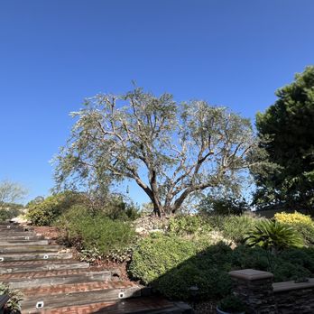 D&N Tree Care - Tree Services Near Me D&N Tree Care - Tree Services Near Me