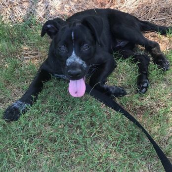 SPCA of Wake County - Animal Shelters Near Me - Raleigh, North Carolina