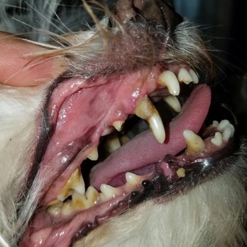 Orange Grooming - Teeth cleaning. Super affordable and the best part is that the dogs don't go under any anesthesia! - Pet Groomers Near Me - Miami, Florida Orange Grooming - Teeth cleaning. Super affordable and the best part is that the dogs don't go under any anesthesia! - Pet Groomers Near Me - Miami, Florida