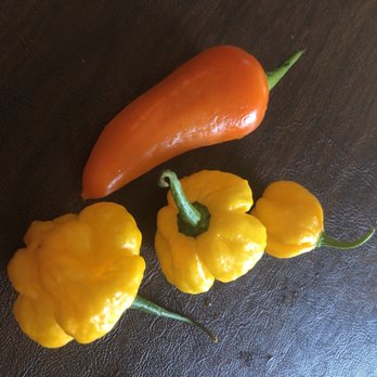 Waterkist Farm - Peppers - Fruits & Veggies Near Me - Sanford, Florida Waterkist Farm - Peppers - Fruits & Veggies Near Me - Sanford, Florida