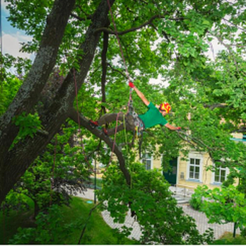 Apex Tree Professionals - Tree Services Near Me - Cedar City, Utah Apex Tree Professionals - Tree Services Near Me - Cedar City, Utah