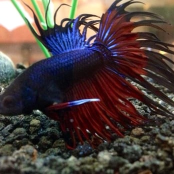 Aquarium Co-Op - We purchased this gorgeous male betta from Aquarium Co-Op several months ago and never seen one anywhere else as beautiful! - Aquarium Services Near Me - Edmonds, Washington Aquarium Co-Op - We purchased this gorgeous male betta from Aquarium Co-Op several months ago and never seen one anywhere else as beautiful! - Aquarium Services Near Me - Edmonds, Washington