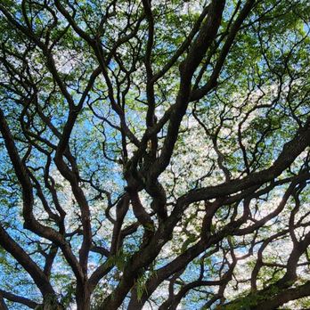 Liliuokalani Gardens - Such beautiful trees - Parks Near Me - Hilo, Hawaii