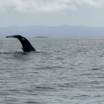 Discovery Whale Watch - Humpback Whale - Whale Watching Tours Near Me - Monterey, California Discovery Whale Watch - Humpback Whale - Whale Watching Tours Near Me - Monterey, California