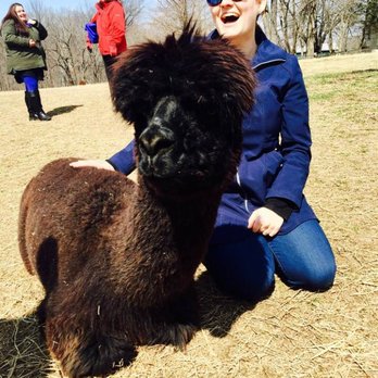 Alpaca Lane Criations - Getting up close and personal with these beautiful creatures! - Petting Zoos Near Me - Upper Marlboro, Maryland