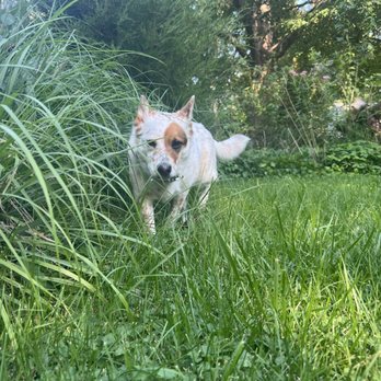 Following Paws Pet Services - Pet Sitting Near Me Following Paws Pet Services - Pet Sitting Near Me