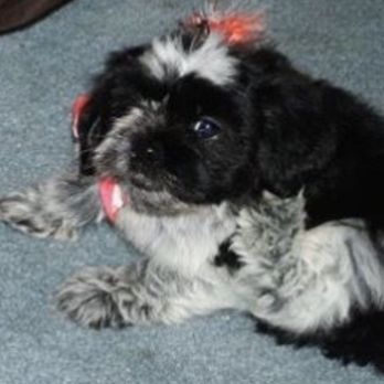 Rainbow Bridge Pets Cremations - The 1st day Reggie adopted us. - Pet Cremation Services Near Me Rainbow Bridge Pets Cremations - The 1st day Reggie adopted us. - Pet Cremation Services Near Me