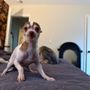 Hope Animal Rescue