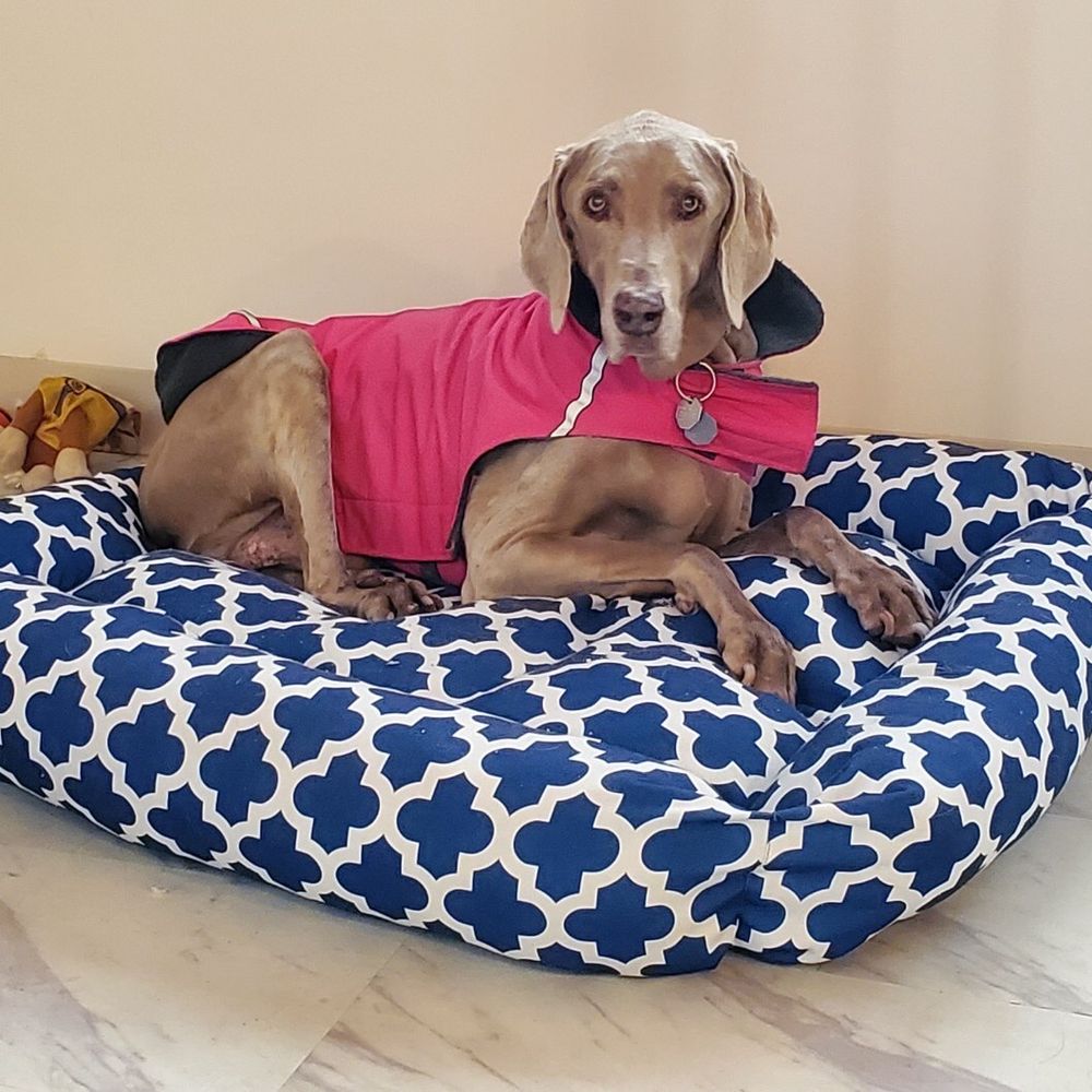 Hutch at Professional Dog Mom Hutch at Professional Dog Mom