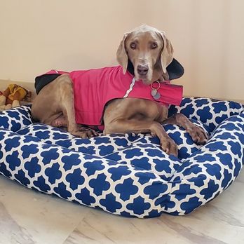 Professional Dog Mom - Hutch at Professional Dog Mom - Pet Boarding Near Me - Stateline, Nevada Professional Dog Mom - Hutch at Professional Dog Mom - Pet Boarding Near Me - Stateline, Nevada