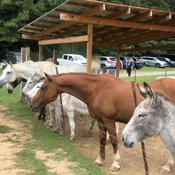Build an ark rescue - Oh my heart! Lined up and ready to be loved on and fed! - Community Service/Non-Profit Near Me - Ellijay, Georgia Build an ark rescue - Oh my heart! Lined up and ready to be loved on and fed! - Community Service/Non-Profit Near Me - Ellijay, Georgia