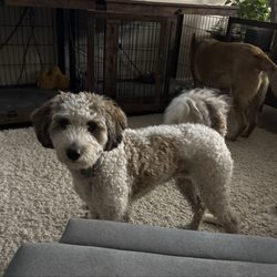 Scissors 'n Suds-All Breed Grooming - Lacey Jane