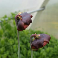 Staudenhof Koch - konsequent Bio-dynamisch: wunderschöne blühende Fliegenfallen statt Giftspritze