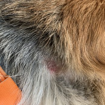 We Dog Care - Found after returning home from a two hour evaluation - Pet Sitting Near Me - San Jose, California We Dog Care - Found after returning home from a two hour evaluation - Pet Sitting Near Me - San Jose, California