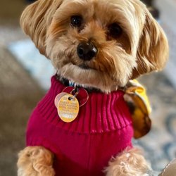 South Memorial Animal Hospital - Revlon, one of our cutest patients!