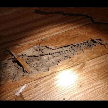 TNT Exterminators - Pest Control Near Me - Oak Lawn, Illinois